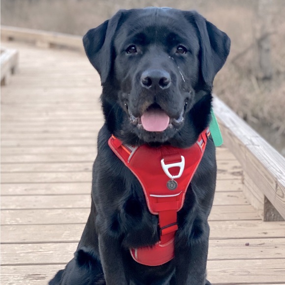 Arcadia Dog Large Arcadia Trail Neoprene Sport Dog Harness In Red